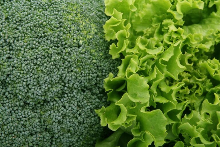 Jakie są suplementy diety z chlorofilem?